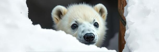 Polar bear cub peeking through snow with curious expression in a winter habitat photo