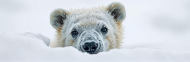 Polar bear gazing curiously through the snow in a serene arctic landscape during winter photo