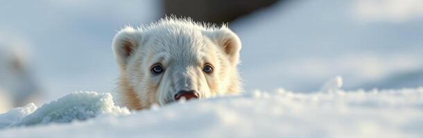 Polar bear cub peeks over snow in a chilly Arctic landscape during winter photo