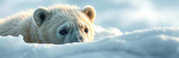 Polar bear cub resting on snow in a serene Arctic landscape during winter photo