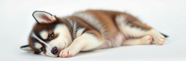 Cute husky puppy lying on white surface looking relaxed and playful in a cozy indoor setting photo