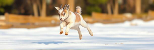 Playful goat jumps joyfully across snowy ground in a forest landscape during winter photo