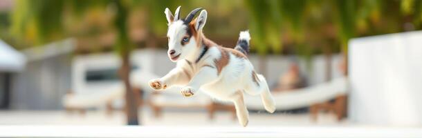 Playful young goat jumps joyfully in a sunny outdoor garden setting during daytime photo