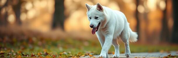 White dog walking on a path in a colorful autumn park with fallen leaves and soft sunlight photo