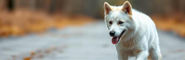 White dog happily running on a path surrounded by autumn foliage in a forest setting photo