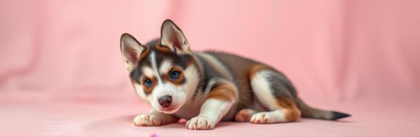 Cute puppy resting on a pink backdrop amidst playful surroundings in a cozy indoor space photo