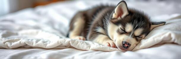 Cute husky puppy sleeping peacefully on a soft blanket in a cozy bedroom during the afternoon photo
