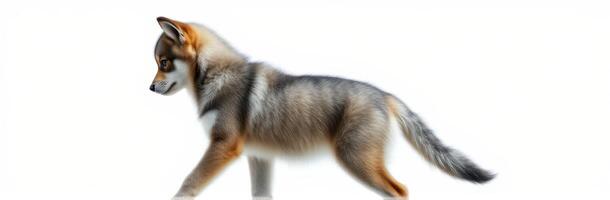 Young fox walking gracefully through a bright, open space in the afternoon light photo