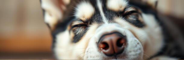 Relaxing husky puppy sleeping peacefully indoors during a sunny afternoon photo