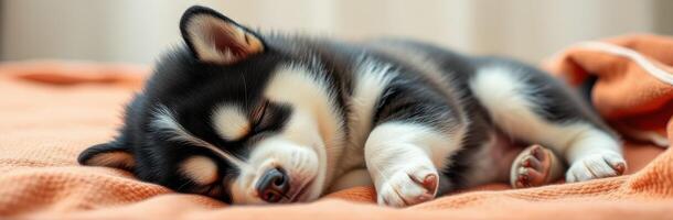 Cute puppy sleeping peacefully on a soft blanket in a cozy indoor setting photo