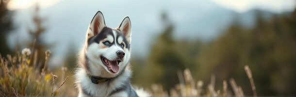 Happy husky dog enjoying a sunny day in a mountain meadow with green grass and wildflowers photo