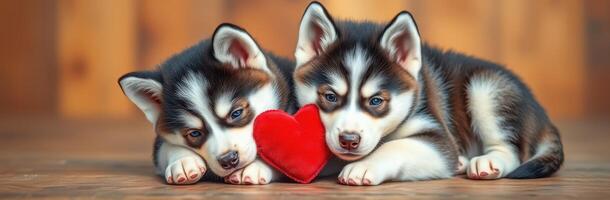 Two adorable husky puppies love and play together with a red heart toy on a wooden surface in a cozy setting photo