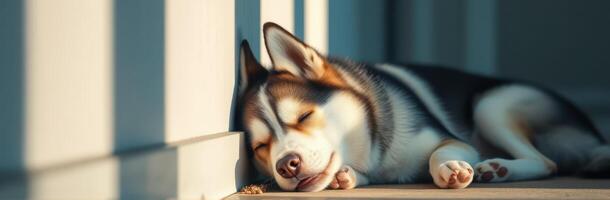 Sleeping husky dog enjoys a sunny afternoon on a porch during a warm day photo