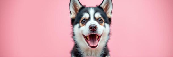 Happy dog smiling with a joyful expression against a colorful pink background during a playful moment photo