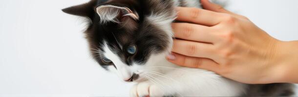 Cute fluffy cat being gently petted by a hand in a bright, indoor setting during daytime photo