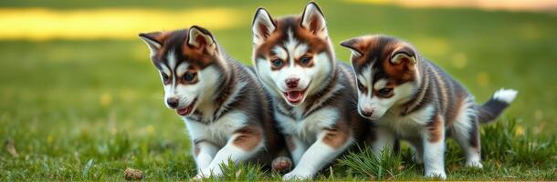 Three playful husky puppies exploring a grassy field in warm sunlight during a bright summer afternoon photo