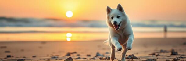Happy dog runs along the beach during sunset, capturing the joy of the moment with soft waves in the background photo