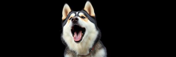 Energetic husky howling against a plain black background during a lively moment photo