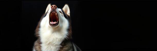 Wolf howling against a dark background captures the essence of wilderness and nature in a striking moment of expression photo
