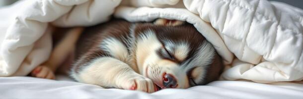 Cute sleeping puppy tucked under a warm blanket during a cozy morning at home photo