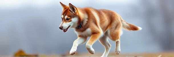 Siberian dog joyfully running in a picturesque outdoor setting during a cloudy day photo