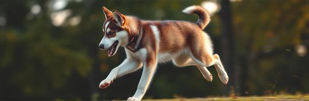 Dog energetically runs across grassy field during a sunny afternoon in a suburban park setting photo