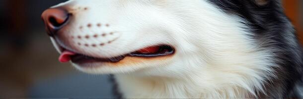 Close-up of a friendly husky enjoying the outdoors in a sunny environment photo