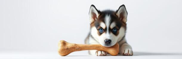 Cute husky puppy playing with a chew bone in a bright studio setting during daylight photo