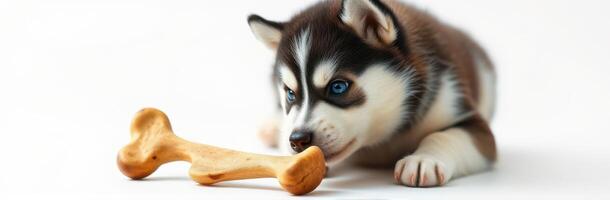 Husky puppy curiously examines a chew bone on a light background photo