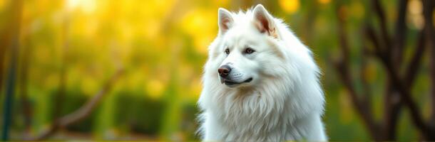 Majestic samoyed dog in a park during golden hour showcasing its beautiful coat and serene expression photo