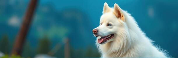 Fluffy white dog enjoying the outdoors against a backdrop of mountains and trees during a sunny day photo
