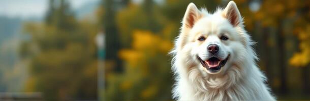 Happy white dog enjoying a sunny day in a park surrounded by autumn colors photo