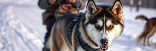 Dog sledding adventure in winter landscape with eager huskies leading the way photo