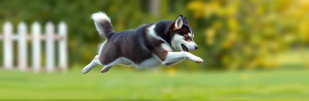Energetic husky dog jumps joyfully in a sunny park during an afternoon playtime photo
