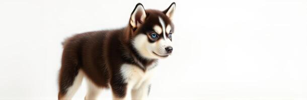 Cute playful husky puppy stands attentively against a simple background in a cozy indoor setting photo