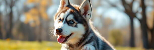 Playful husky puppy enjoying a sunny day in a park surrounded by autumn trees photo