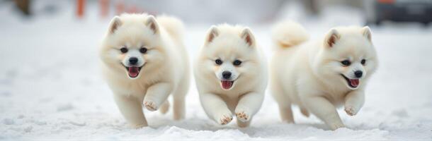 Three playful white puppies run joyfully through the soft snow in a winter landscape photo
