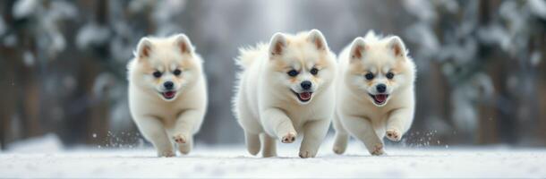 Three fluffy puppies run happily through fresh snow in a winter forest landscape photo