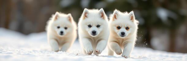 Three playful puppies running through the snow in a winter landscape under soft daylight photo