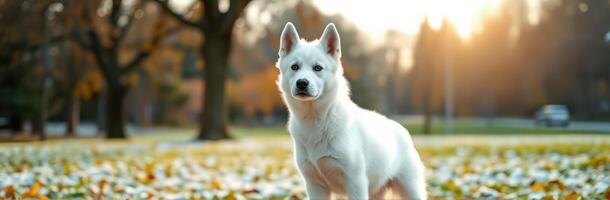 White puppy playing in autumn leaves during a golden sunset in a tranquil park setting photo