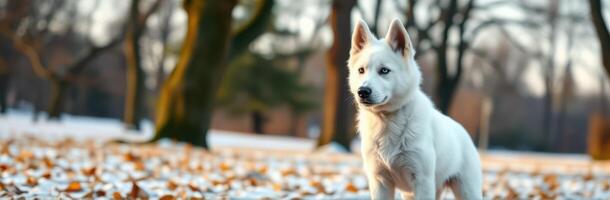 Snowy white dog exploring a park filled with autumn leaves during late afternoon sunlight photo