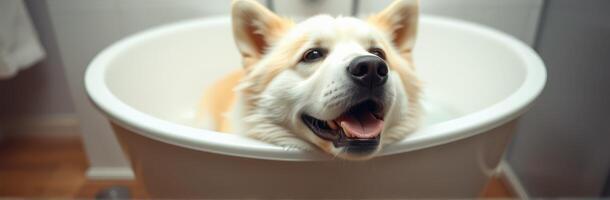 Happy dog relaxing in a bathtub at home during a calm afternoon photo