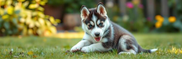 Playful husky puppy enjoying sunny day in garden surrounded by flowers and greenery photo
