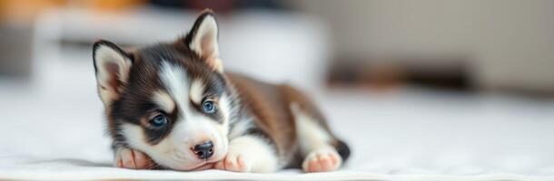 Cute husky puppy relaxing indoors on soft blanket during a sunny afternoon in a cozy living space photo