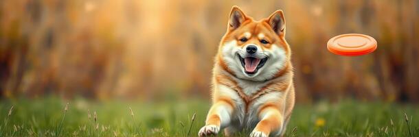 Shiba Inu joyfully chasing a frisbee on a sunny day in a grassy field photo