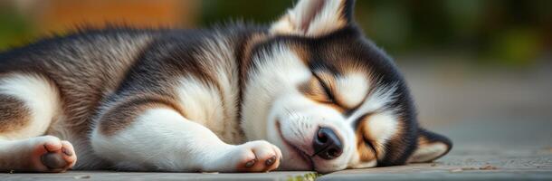 Cute husky puppy sleeping peacefully on wooden floor in a warm outdoor setting during daytime photo
