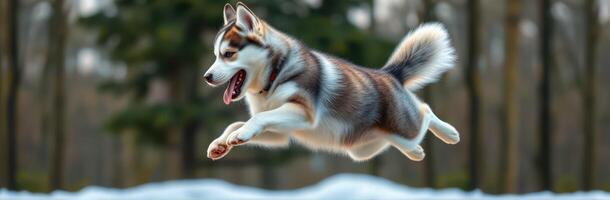 Lively husky jumps joyfully through fresh snow in a serene winter forest photo