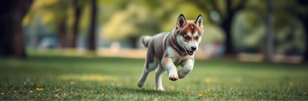 Husky puppy joyfully running through a green park on a sunny day enjoying the outdoors and playing freely photo