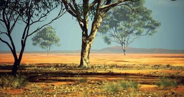 Scenic view of trees in arid landscape under clear sky at midday video