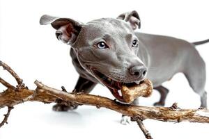 playful Blue Lacy is happily chewing on bone while standing on spotless white background. dog's excitement is evident as it engages its chew toy photo